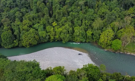 Tangkahan Salah Satu Surganya Habitat Para Gajah Di Sumatra