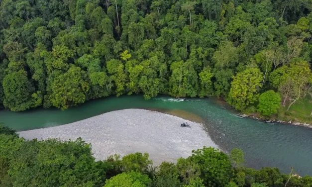 Tangkahan Salah Satu Surganya Habitat Para Gajah Di Sumatra