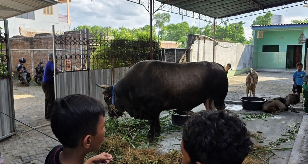 Program Sapi Kurban Presiden Diperdebatkan, Ini Kata Gerindra!