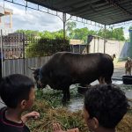 Program Sapi Kurban Presiden Diperdebatkan, Ini Kata Gerindra!