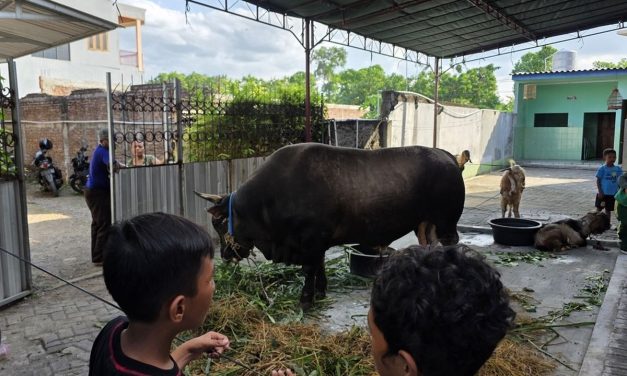 Program Sapi Kurban Presiden Diperdebatkan, Ini Kata Gerindra!