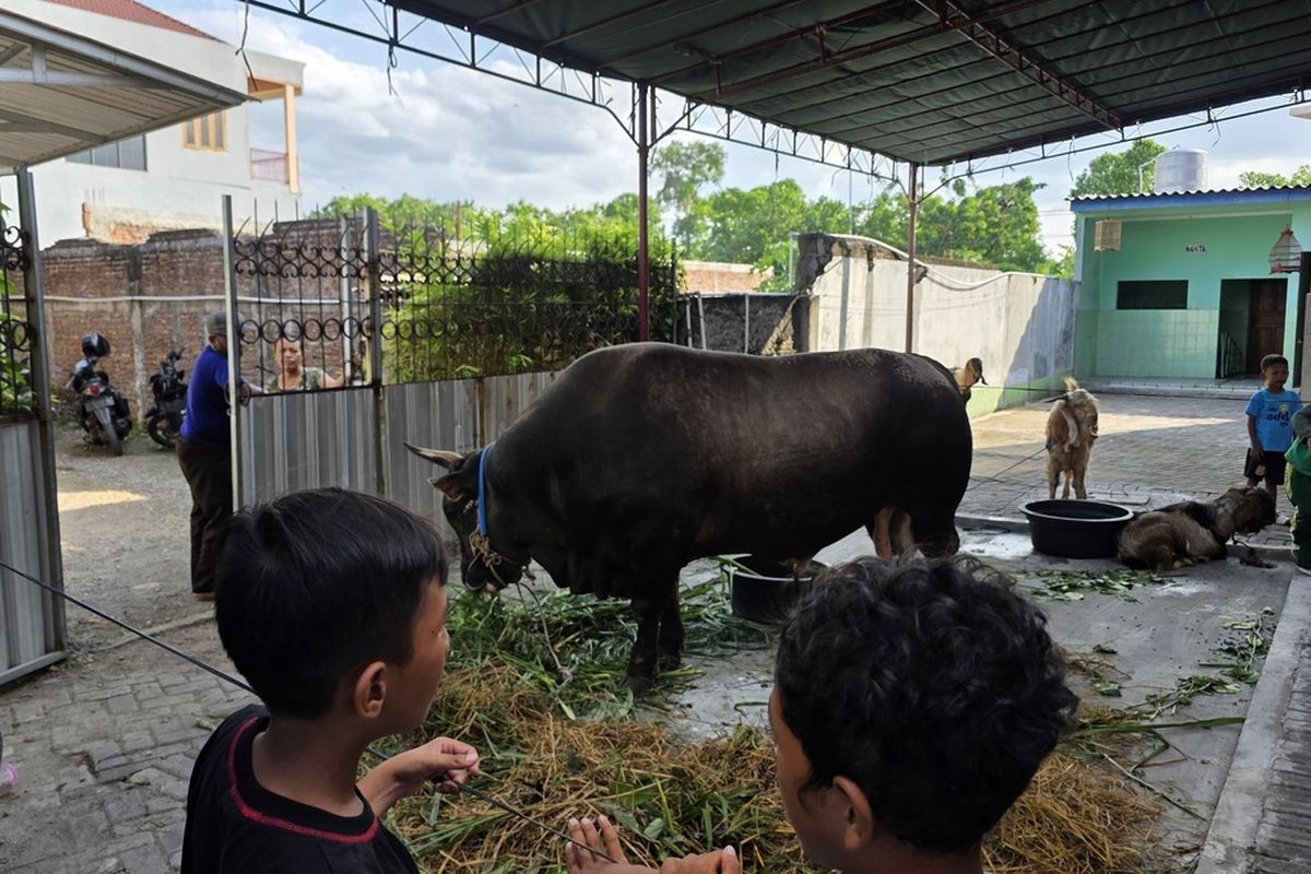 Program Sapi