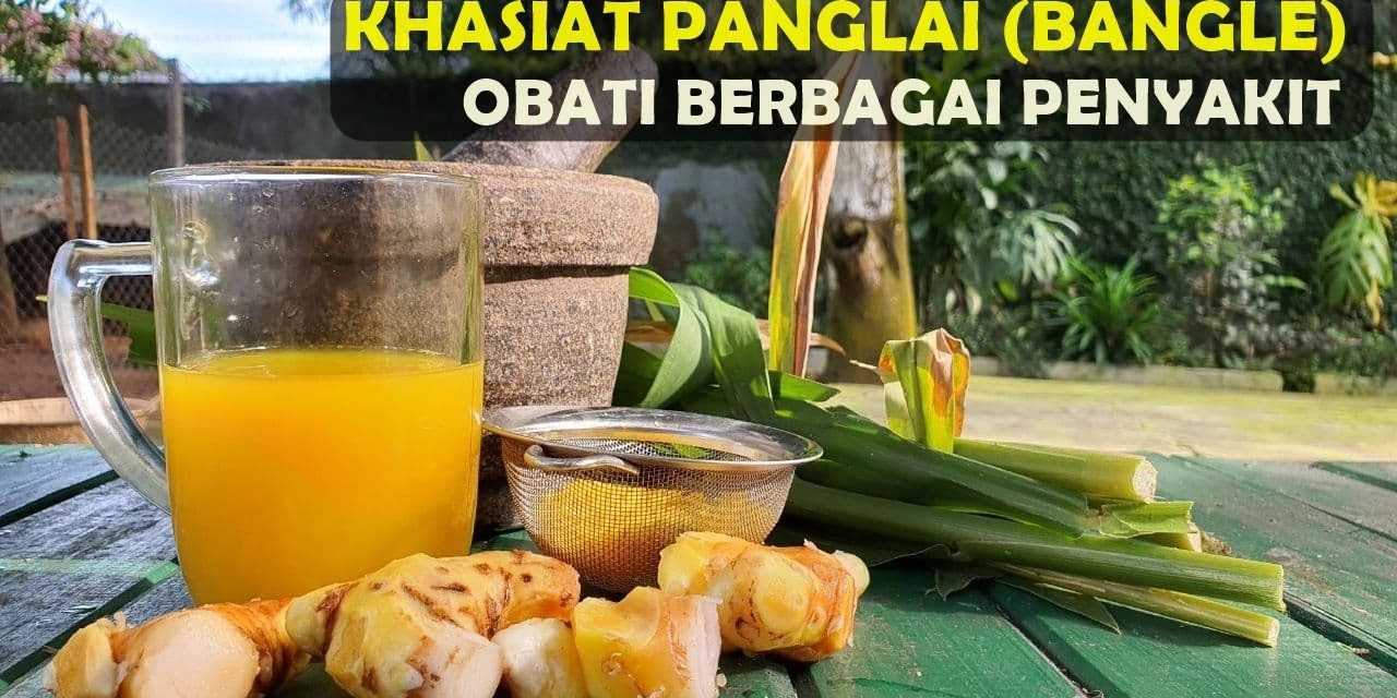 Manfaat Dari Bangle Yang Ampuh Obati Berbagai Penyakit