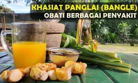 Manfaat Dari Bangle Yang Ampuh Obati Berbagai Penyakit