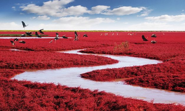 Pantai Merah Panjin, Keindahan Alami Di Tepian Laut Bohai