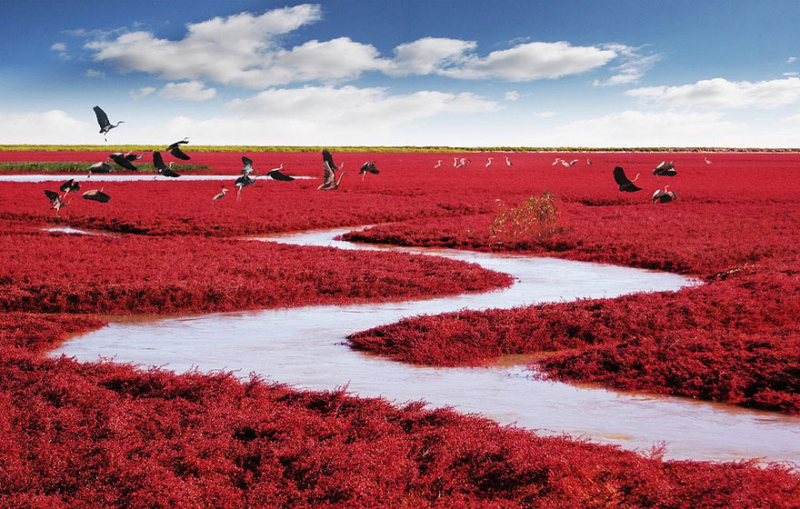 Pantai Merah Panjin, Keindahan Alami Di Tepian Laut Bohai