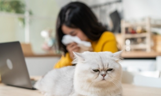 Bulu Hewan Kucing Menyebabkan Mandul, Mitos Atau Fakta?